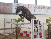 Appio Claudio TosTour2013- S5 2985 : Appio Claudio, Arezzo, Arezzo Equestrian Centre, Cavalli d'Italia, Toscana Tour 2013, foto di Stefano Secchi ©